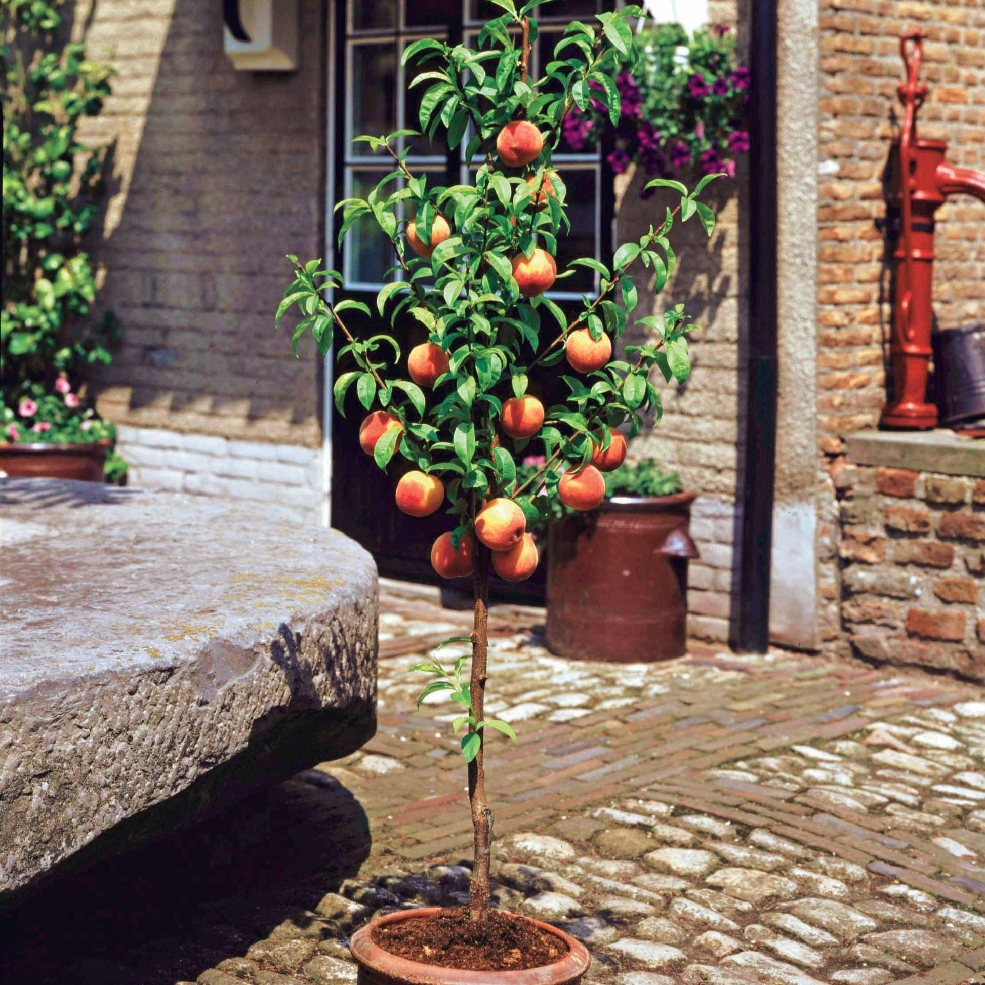 Minipfirsich Suncrest - Prunus persica Suncrest - Bakker