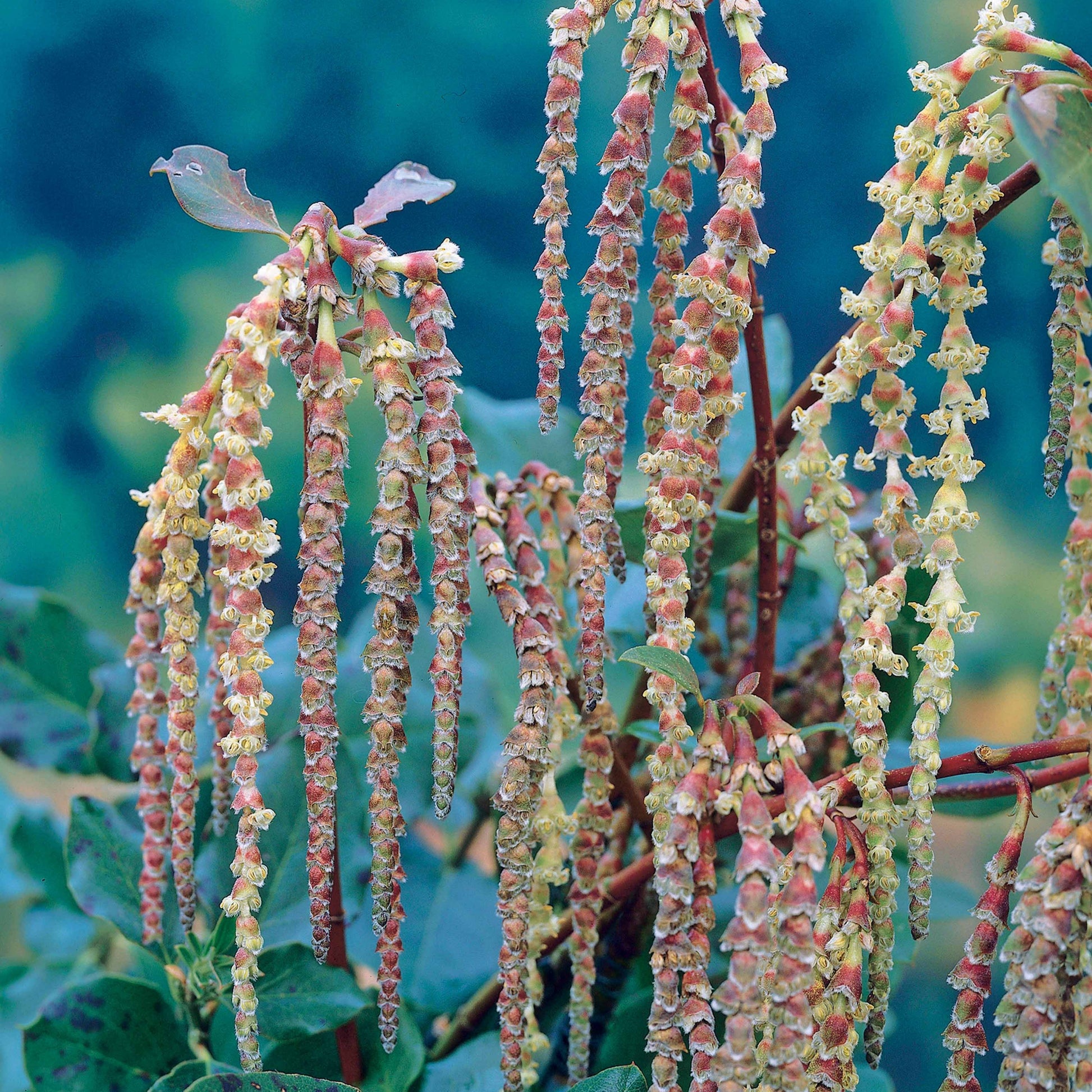 Garrya elliptica - Garrya - Balkonblumen