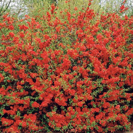 Zierquitte Texas Red - Bakker