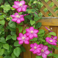 Waldrebe ‘Ville de Lyon’ - Clematis x viticella Ville de Lyon - Bakker