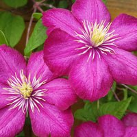 Clematis x viticella Ville de Lyon - Waldrebe ‘Ville de Lyon’ - Clematis