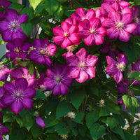 Clematis - Waldrebe ‘Ville de Lyon’ - Clematis x viticella Ville de Lyon