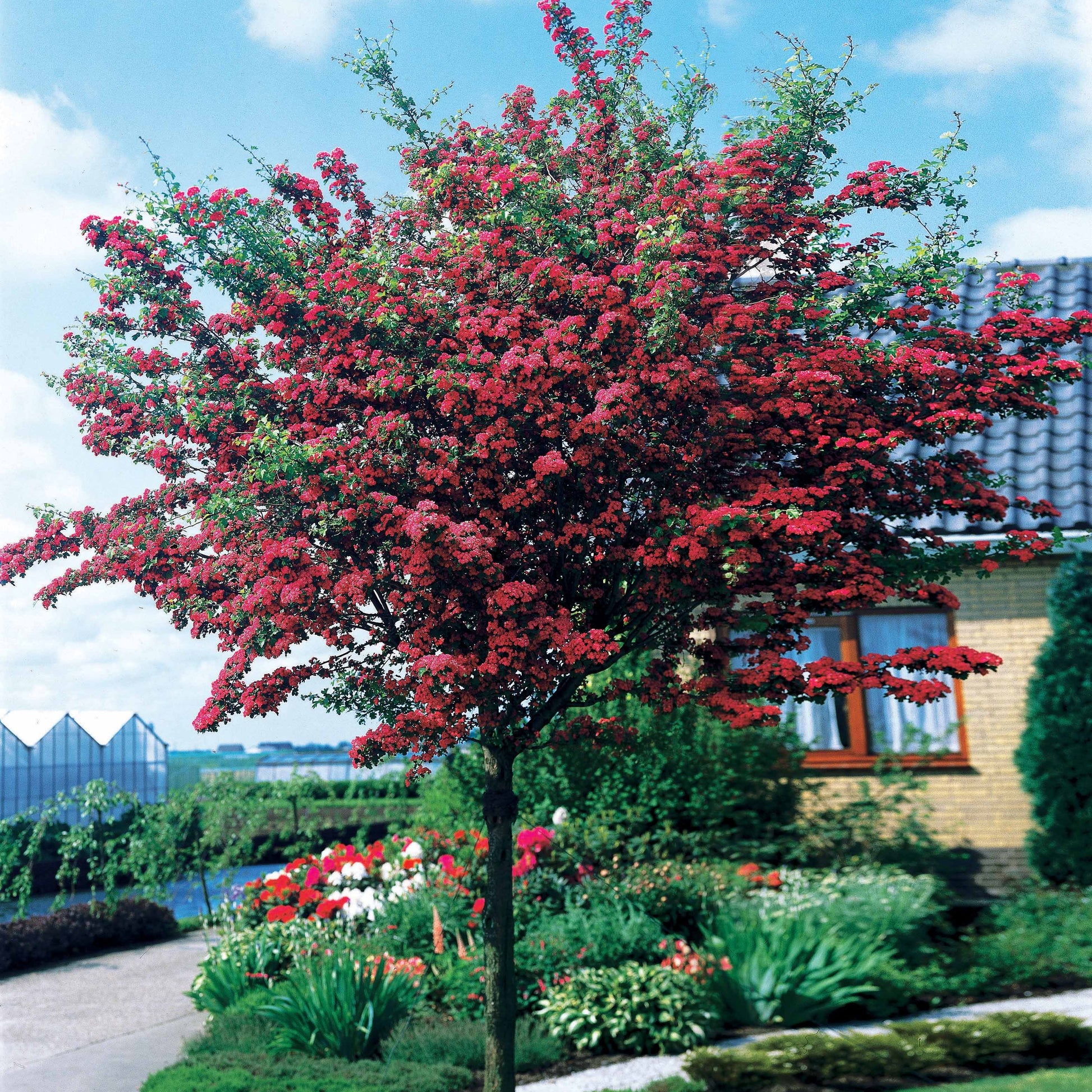Weißdorn ‘Paul’s Scarlet’ - Bakker