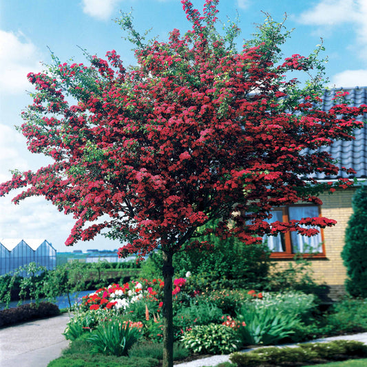 Weißdorn ‘Paul’s Scarlet’ - Bakker