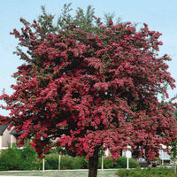 Weißdorn ‘Paul’s Scarlet’ - Crataegus laevigata paul's scarlet - Bakker