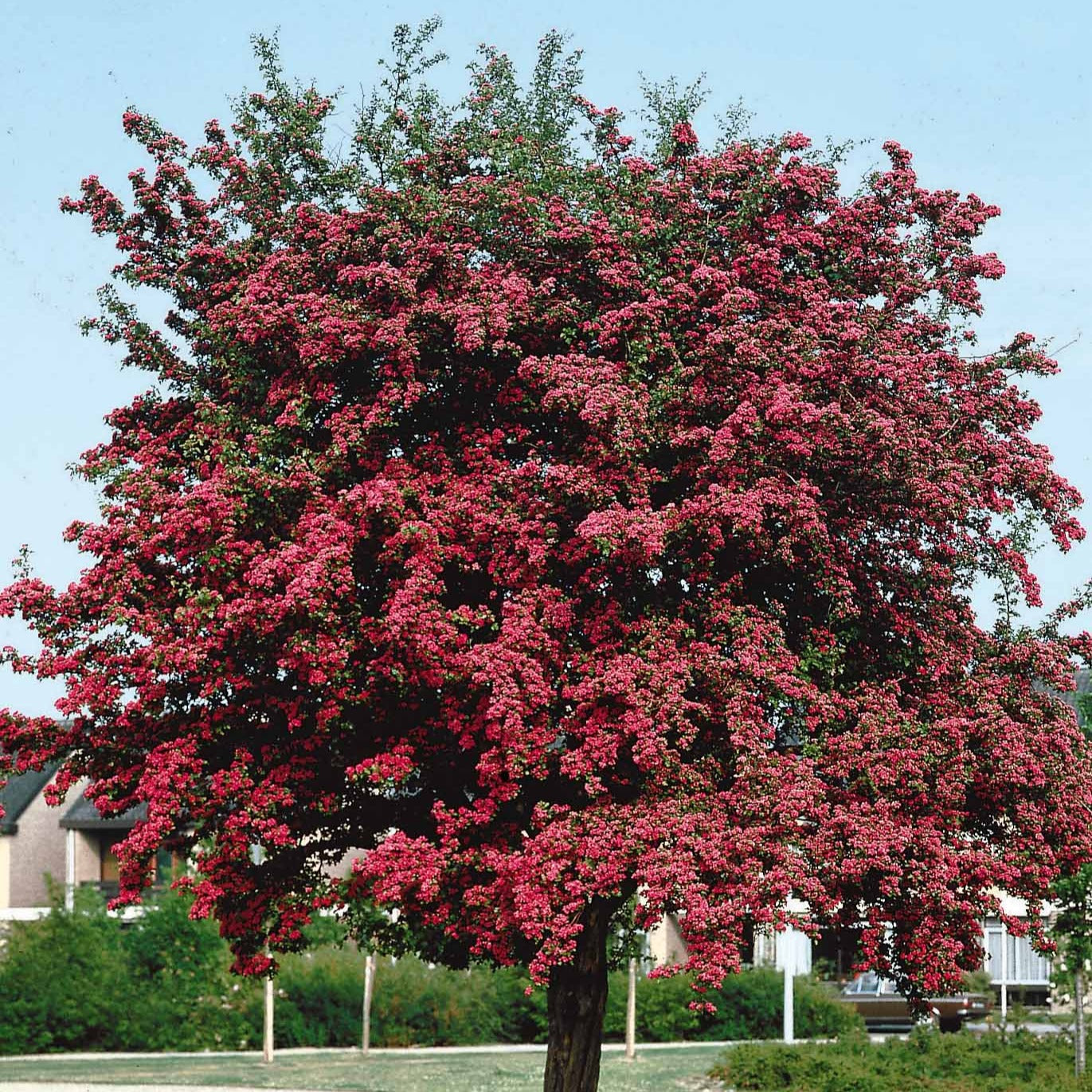 Weißdorn ‘Paul’s Scarlet’ - Crataegus laevigata paul's scarlet - Bakker