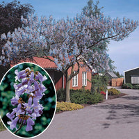 Verkauf Blauglockenbaum - Paulownia - Blauglockenbaum