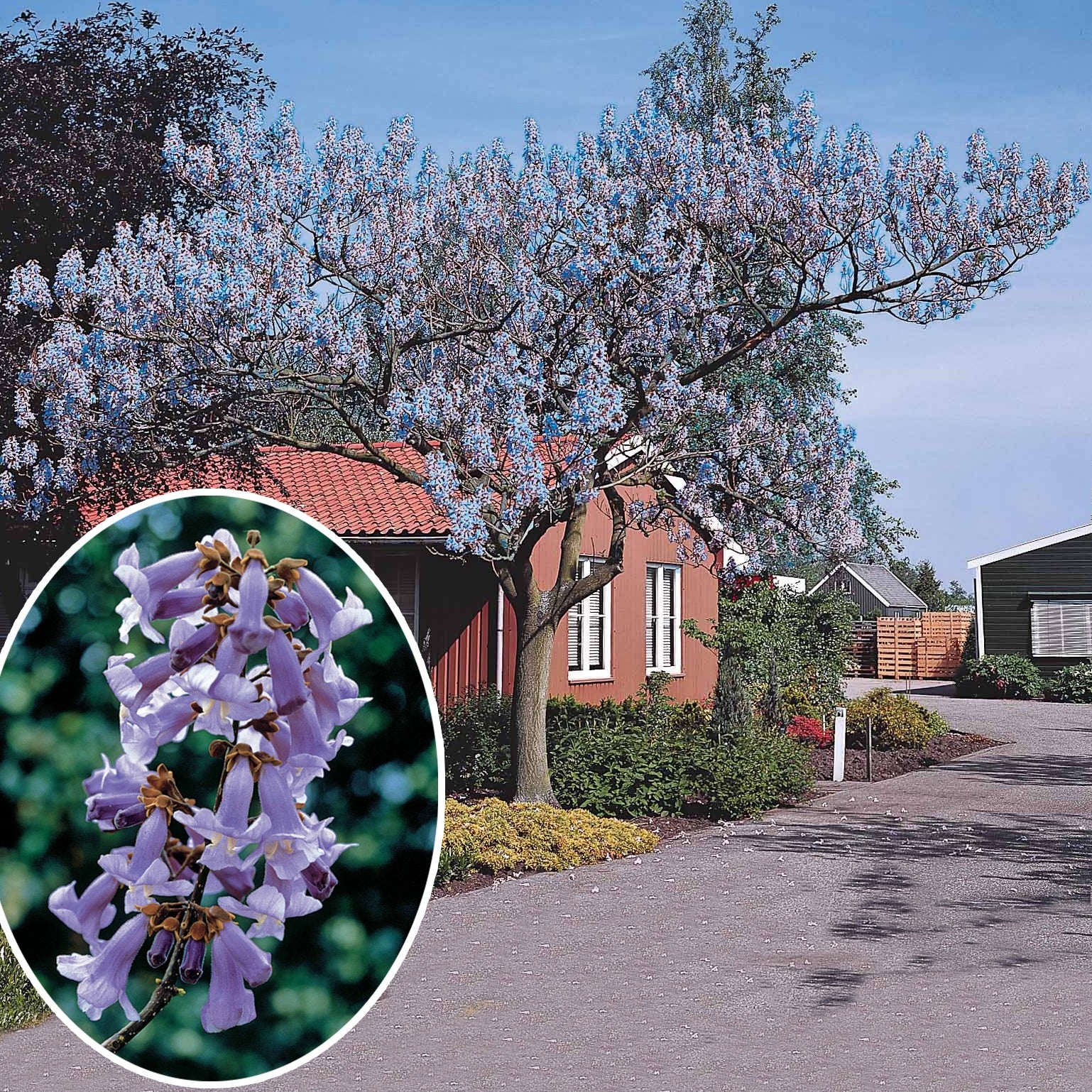 Verkauf Blauglockenbaum - Paulownia - Blauglockenbaum