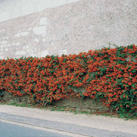 Feuerdorn ‘Saphyr Rouge’ (x3) - Bakker