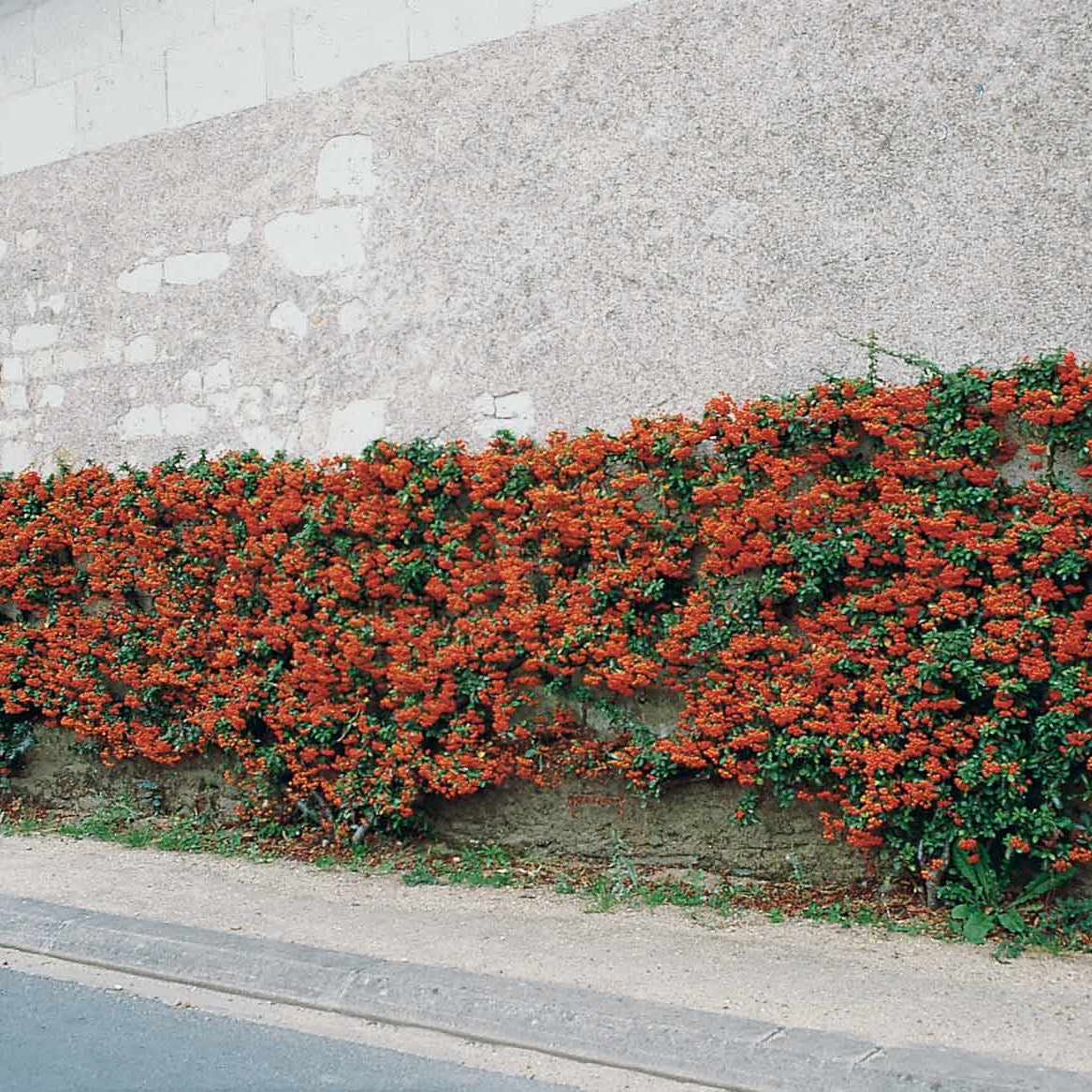 Feuerdorn ‘Saphyr Rouge’ (x3) - Bakker