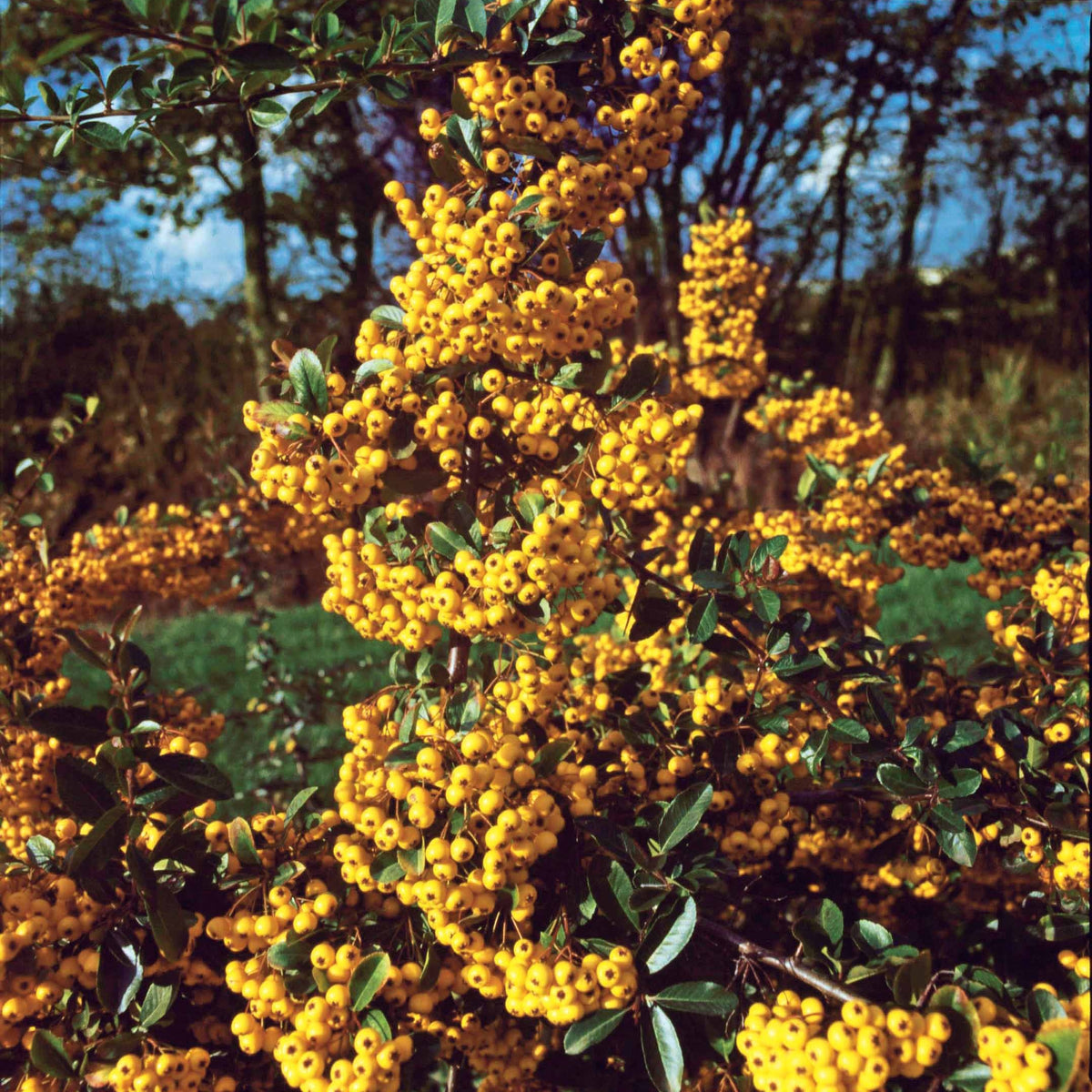 Pyracantha saphyr jaune - Gelber Feuerdorn (x3) - Immergrüne Pflanzen