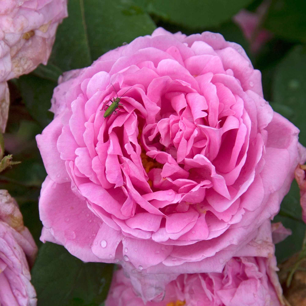 Historische Rose ‘Comte de Chambord’ - Bakker