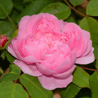 Historische Rose ‘Comte de Chambord’ - Rosa Comte de Chambord - Bakker