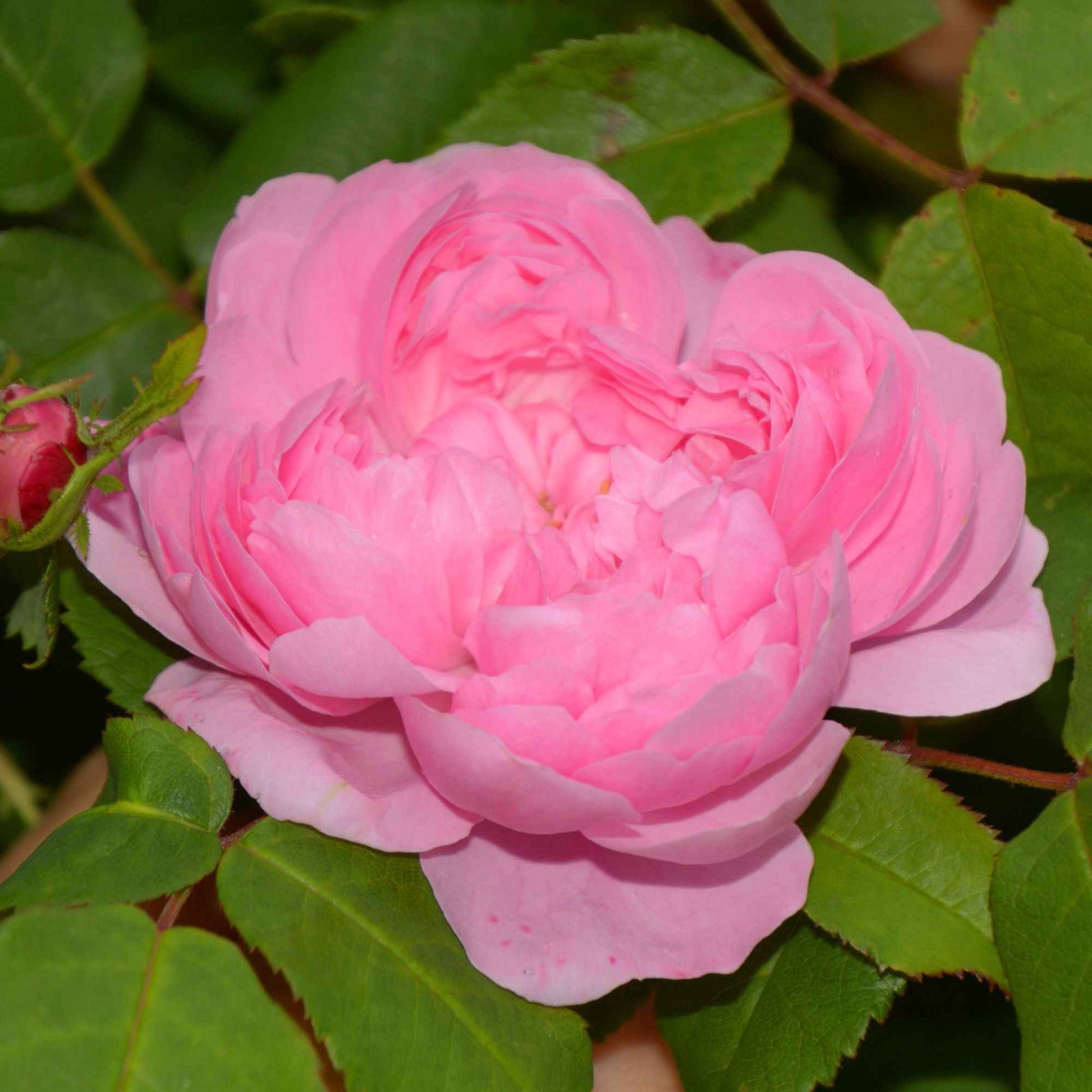 Historische Rose ‘Comte de Chambord’ - Rosa Comte de Chambord - Bakker