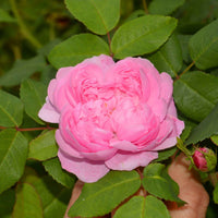 Rosa Comte de Chambord - Historische Rose ‘Comte de Chambord’ - Rosen