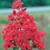 Lagerstroemia indica braise d'été® ‘indybra’ - Kreppmyrte ‘Braise d’Été®’ - Indischer Flieder