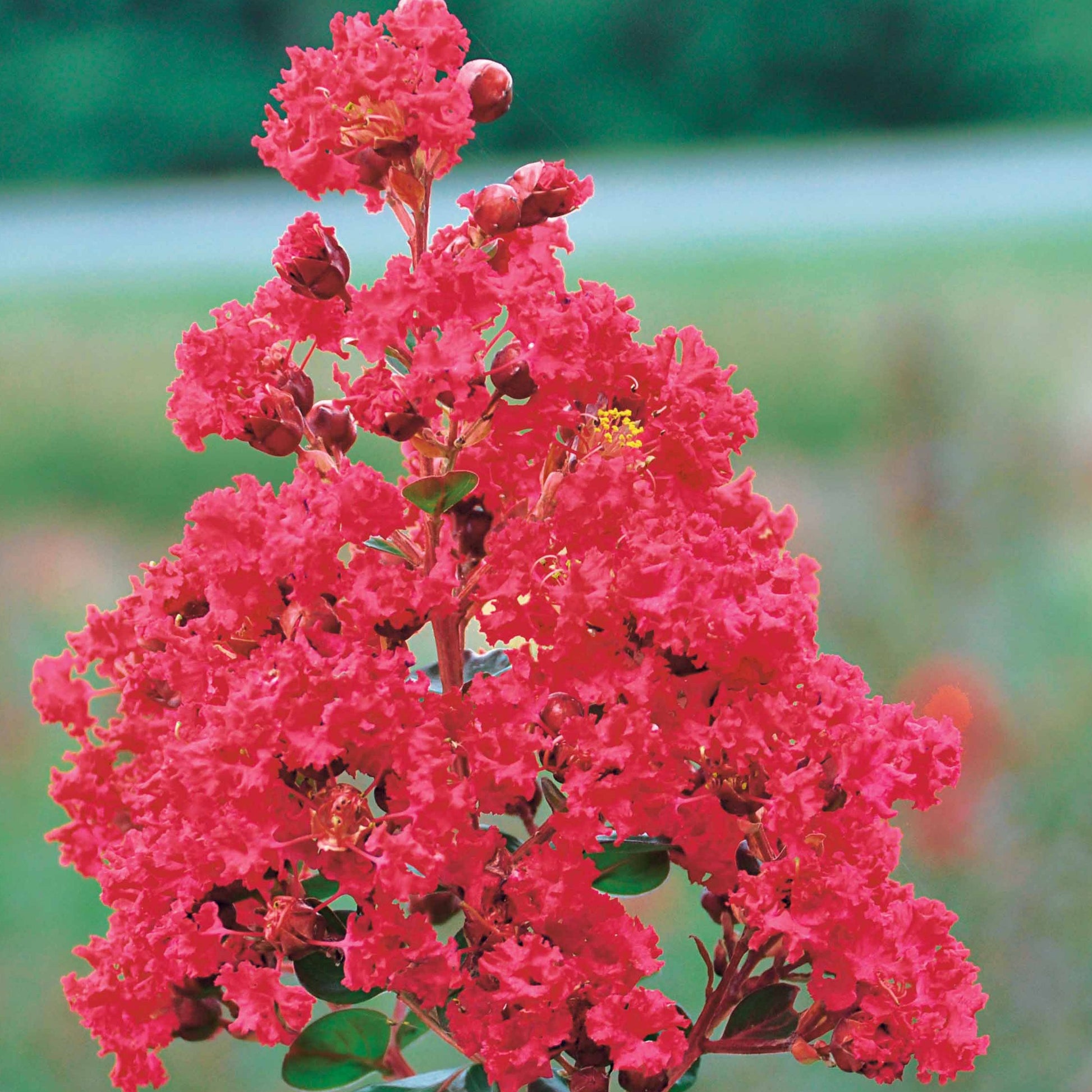 Lagerstroemia indica braise d'été® ‘indybra’ - Kreppmyrte ‘Braise d’Été®’ - Indischer Flieder