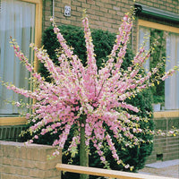 Mandelbäumchen - Prunus triloba - Bakker