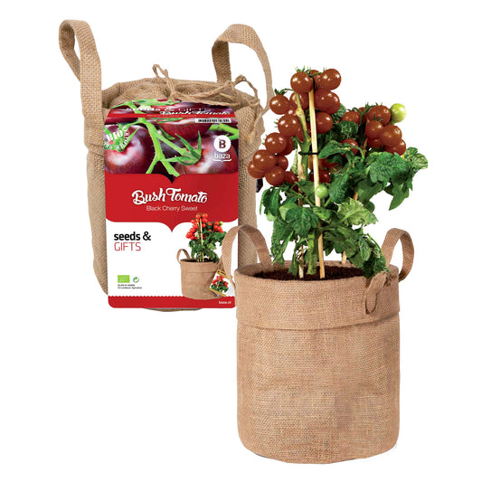 Schwarze Cherrytomaten-Set mit Dekosack & Erde - Bakker