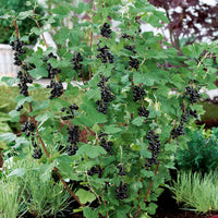 Ribes nigrum neva ® chereshnevas - Schwarze Johannisbeere Neva ® Chereshnevas (x2) - Beeren