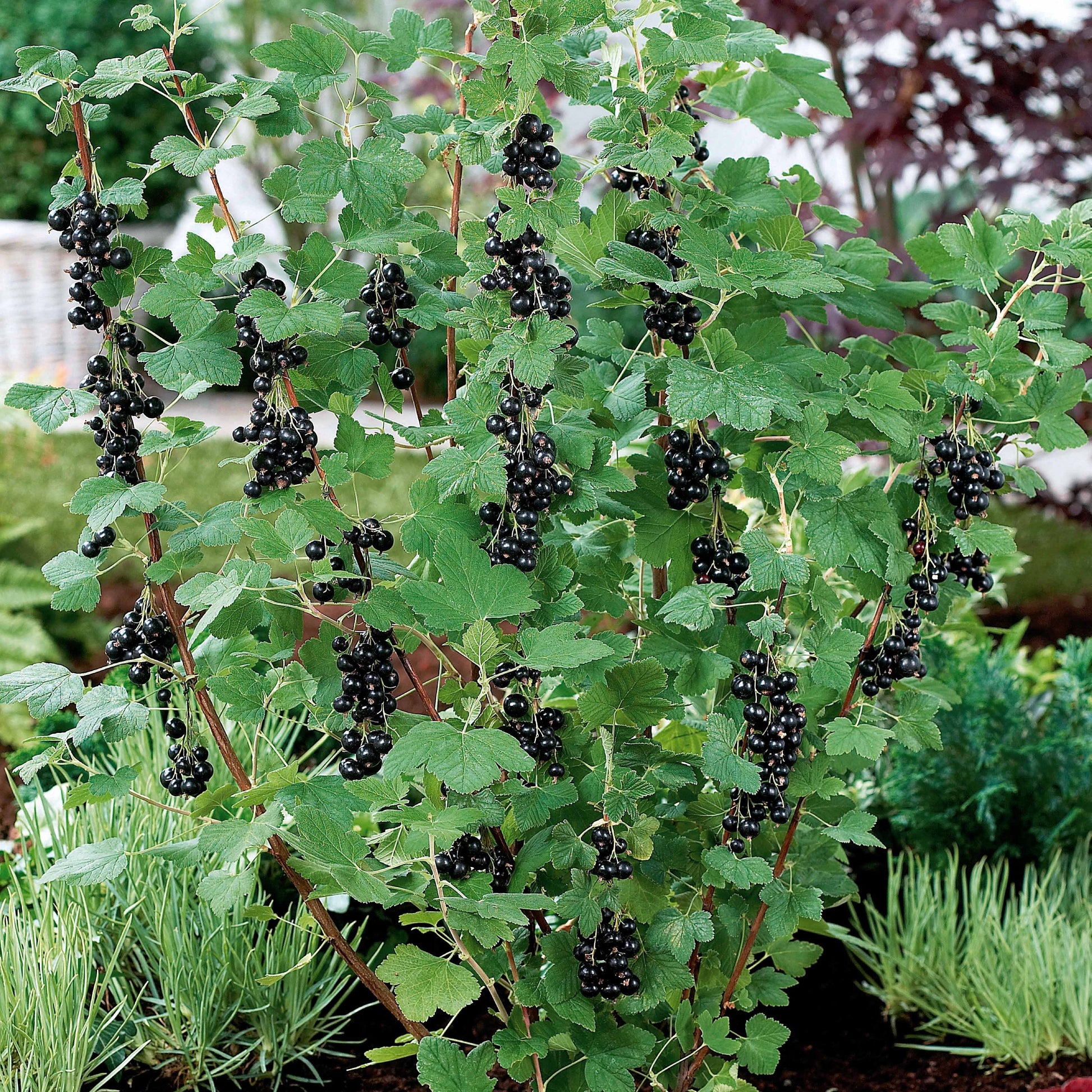 Ribes nigrum neva ® chereshnevas - Schwarze Johannisbeere Neva ® Chereshnevas (x2) - Beeren