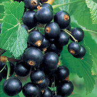 Schwarze Johannisbeere Neva ® Chereshnevas (x2) - Ribes nigrum neva ® chereshnevas - Bakker