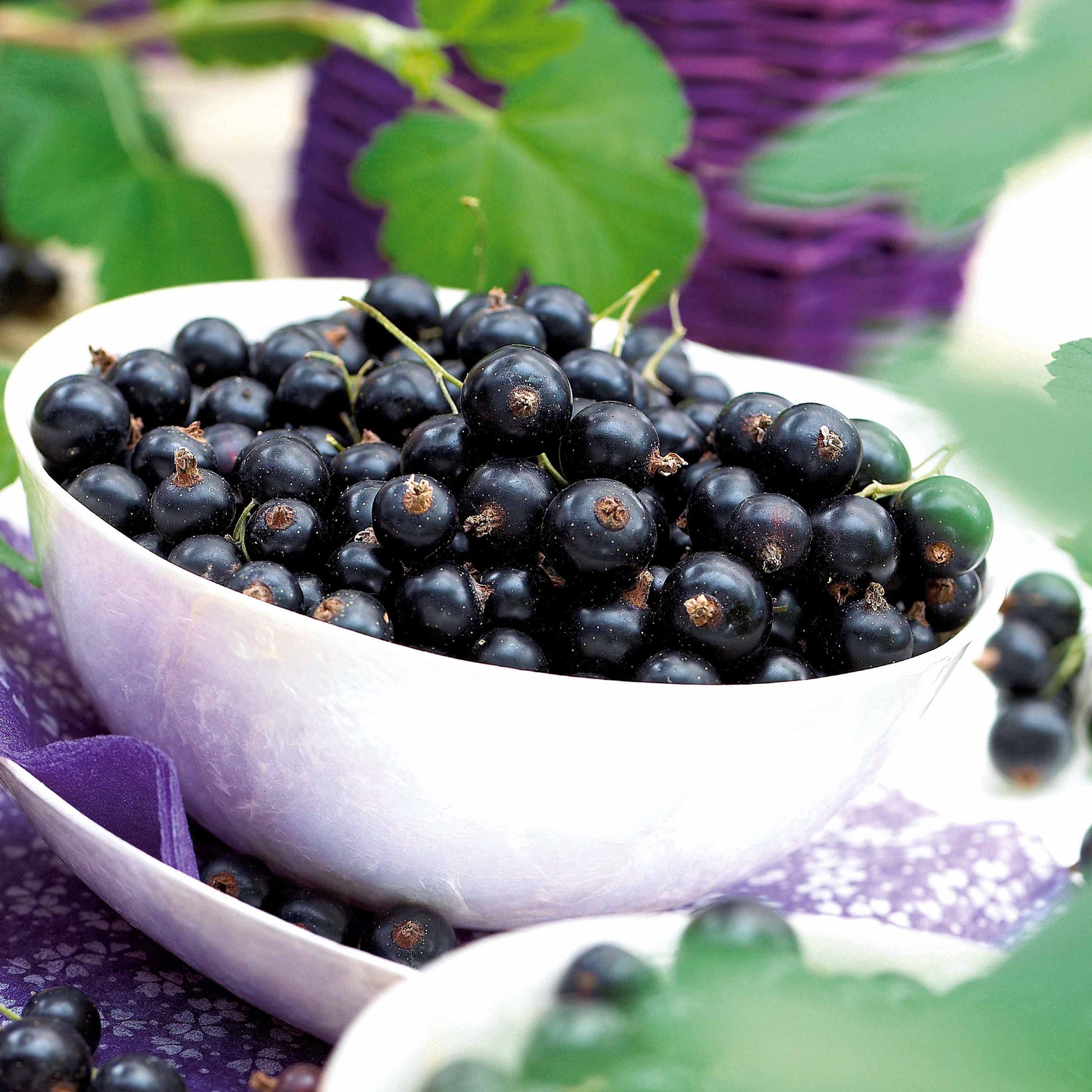 Beeren - Schwarze Johannisbeere Neva ® Chereshnevas (x2) - Ribes nigrum neva ® chereshnevas