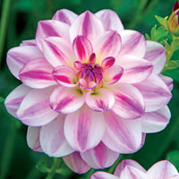 Dahlie Saint Martin (x3) - Dahlia saint martin - Bakker