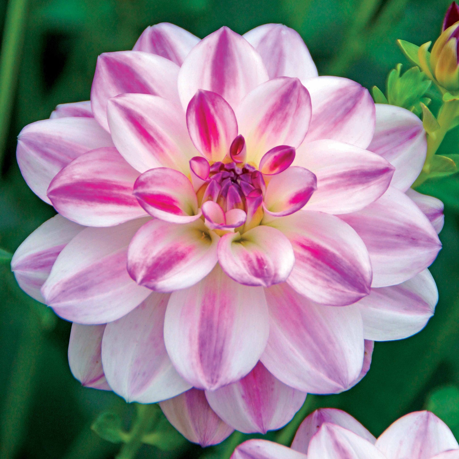 Dahlie Saint Martin (x3) - Dahlia saint martin - Bakker