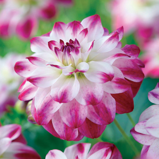Dahlie Saint Martin (x3) - Bakker