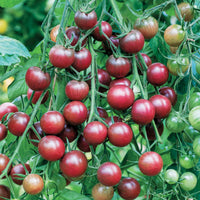 Cherrytomate ‘Chocolate Cherry’ - Solanum lycopersicum chocolate cherry - Bakker
