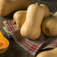 Butternut-Kürbis ‘Hercules’ F1 - Bakker