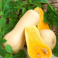 Butternut-Kürbis ‘Hercules’ F1 - Cucurbita moschata hercules f1 - Bakker