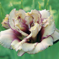 Taglilien ‘Krinkled Fantasy’ (x2) - Bakker