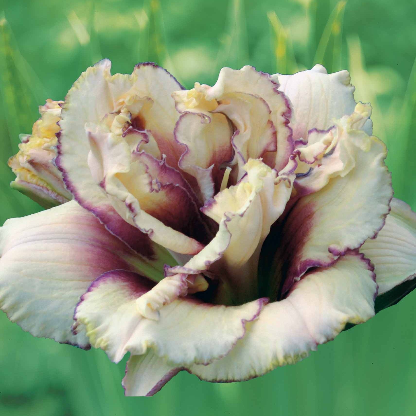Taglilien ‘Krinkled Fantasy’ (x2) - Bakker