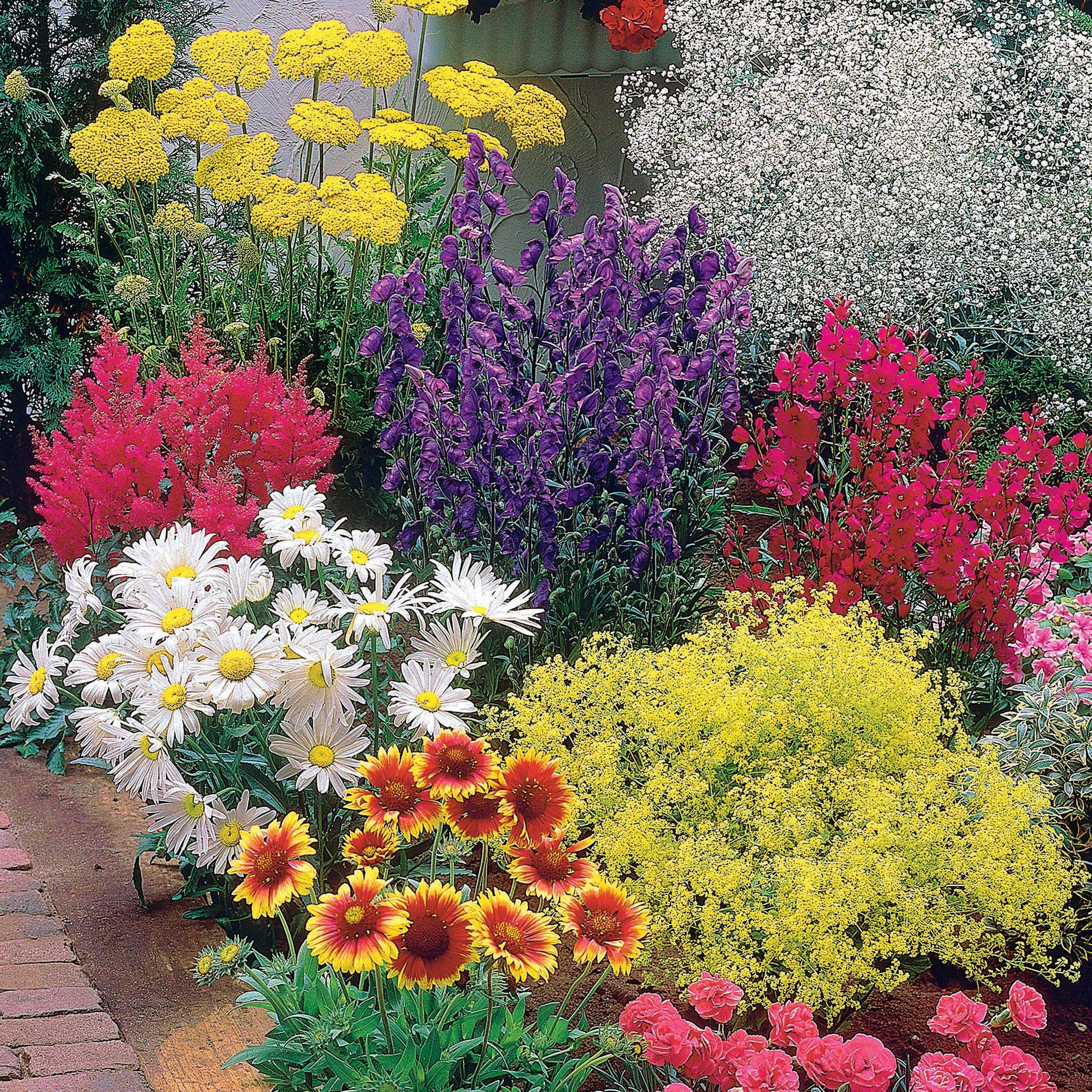 Pflegeleichtes Staudenbeet - Fläche ca. 1,5 m² - Achillea filipendula, Sidalcea Rosanna, Aconitum arendsii, Astilbe, Lencanthemum superbum Silver Princess, Alchemilla Mollis, Gaillarda Kobold, Dianthus plumarius Fortuna - Bakker