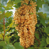 Johannisbeeren - Johannisbeere Blanka (x2) - Ribes rubrum Blanka