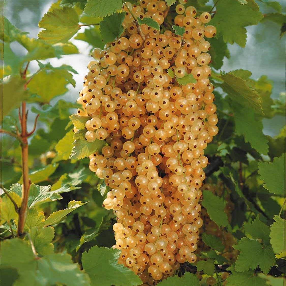 Johannisbeeren - Johannisbeere Blanka (x2) - Ribes rubrum Blanka