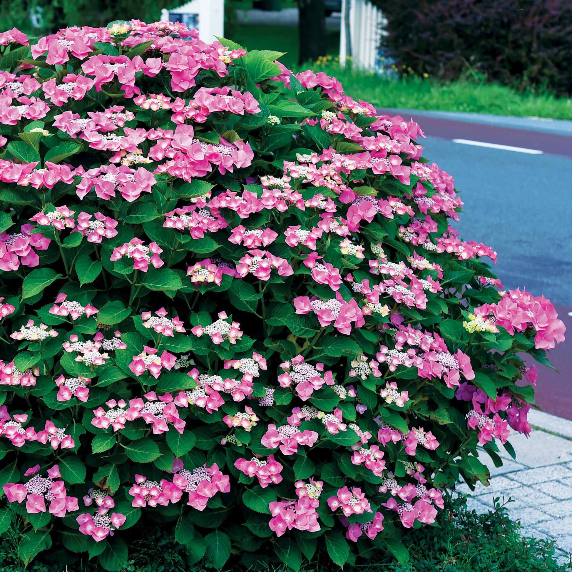 Bauernhortensie Selina - Hydrangea macrophylla Selina - Bakker