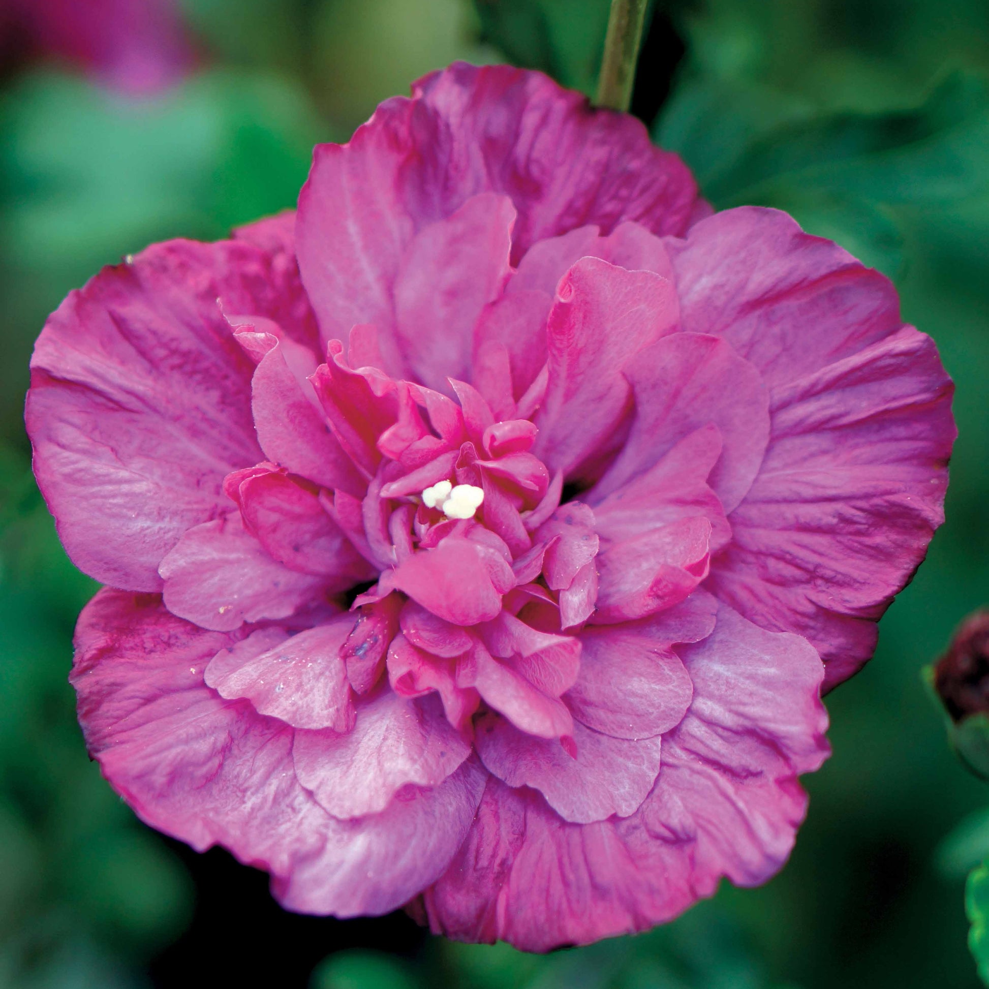 Garteneibisch Magenta Chiffon - Hibiscus syriacus magenta chiffon - Bakker