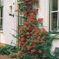 Roter Feuerdorn - Pyracantha coccinea - Bakker