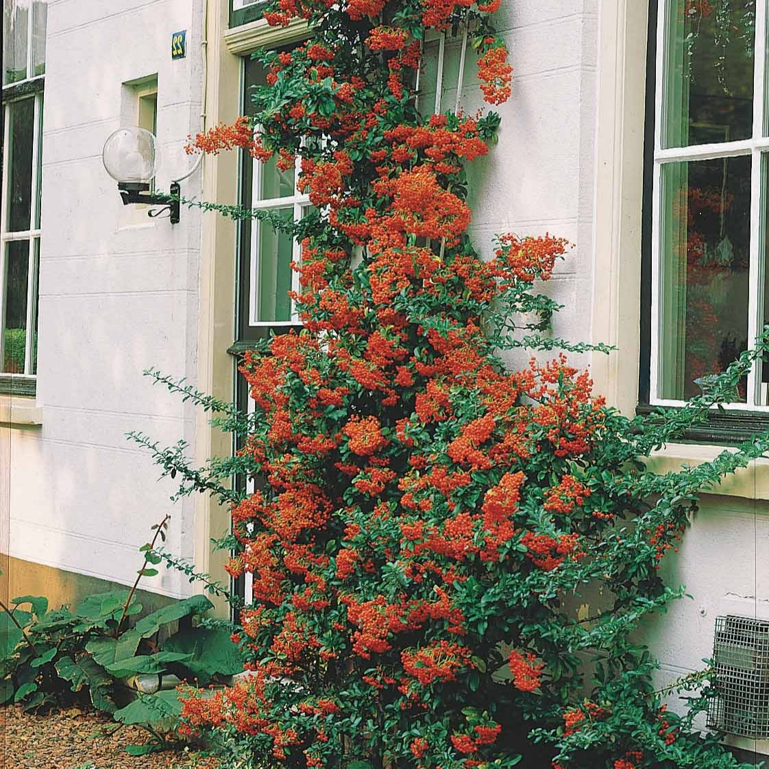 Roter Feuerdorn - Pyracantha coccinea - Bakker