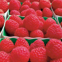 Himbeerstrauch Remontant Paris - Rubus idaeus paris - Bakker