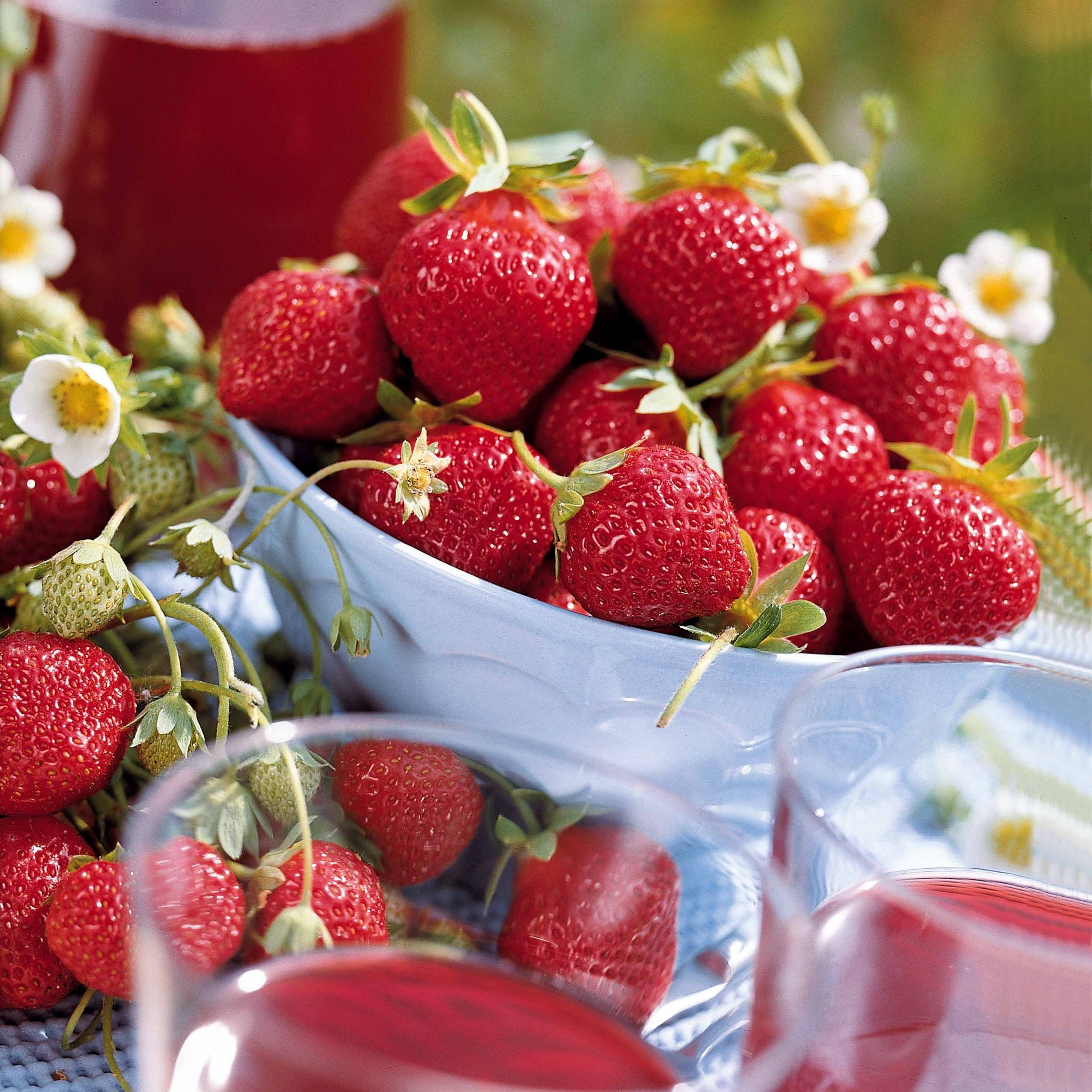 Fragaria vesca mara des bois - Erdbeere ‘Mara des Bois’ - Erdbeeren