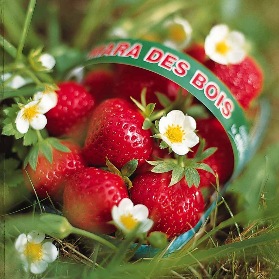 Erdbeere ‘Mara des Bois’ - Fragaria vesca mara des bois - Bakker