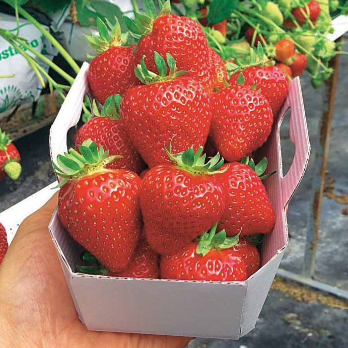 Erdbeere Magnum ® COV Marionnet 97 - Fragaria x ananassa magnum cov marionnet 97 - Bakker