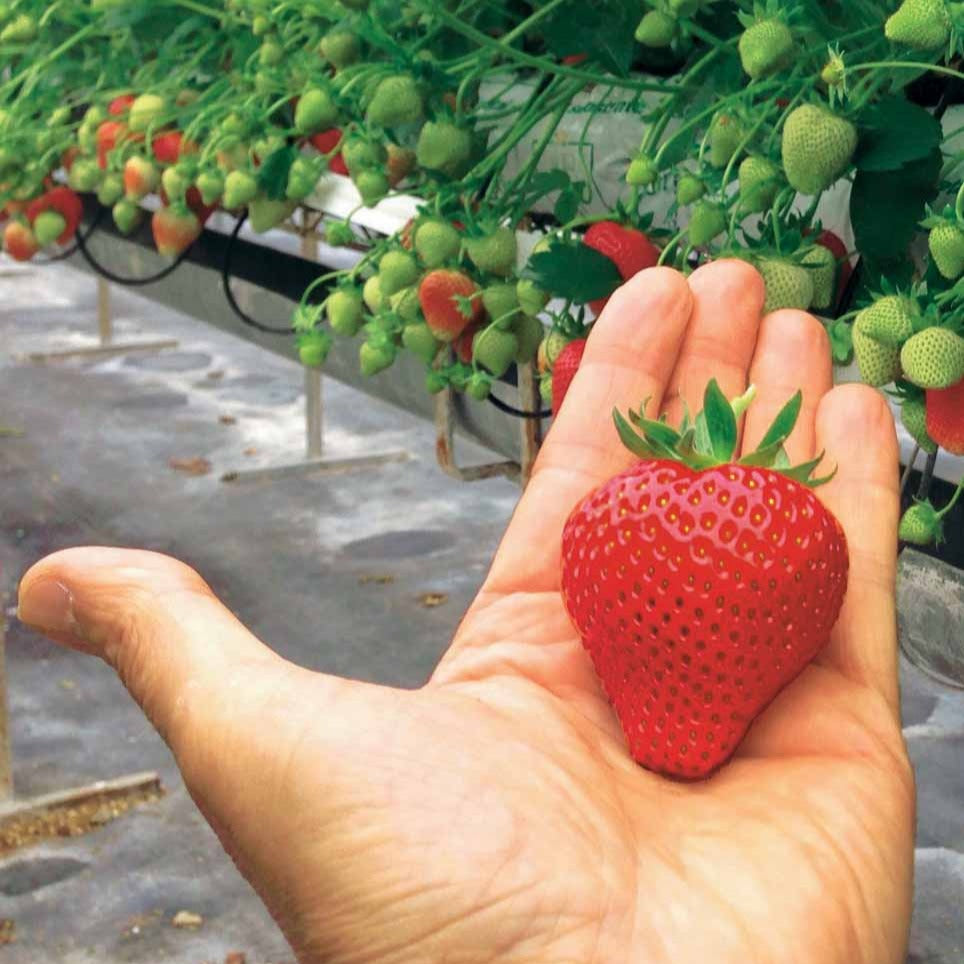 Erdbeeren - Erdbeere Magnum ® COV Marionnet 97 - Fragaria x ananassa magnum cov marionnet 97