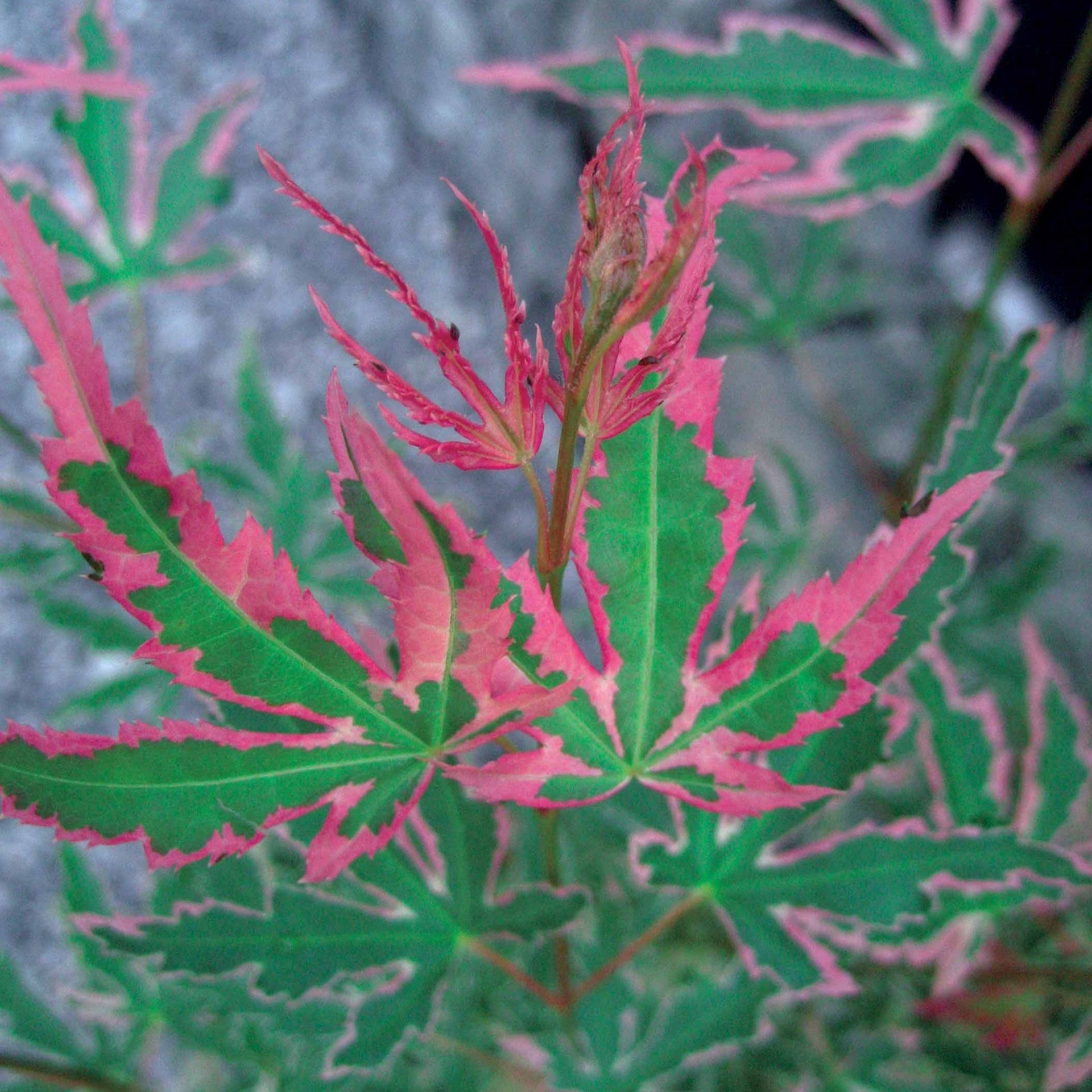 Verkauf Ahorn Taylor - Acer palmatum Taylor
