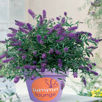 Schmetterlingsstrauch ‘Summer Lounge’ - Buddleja Summer Lounge - Bakker