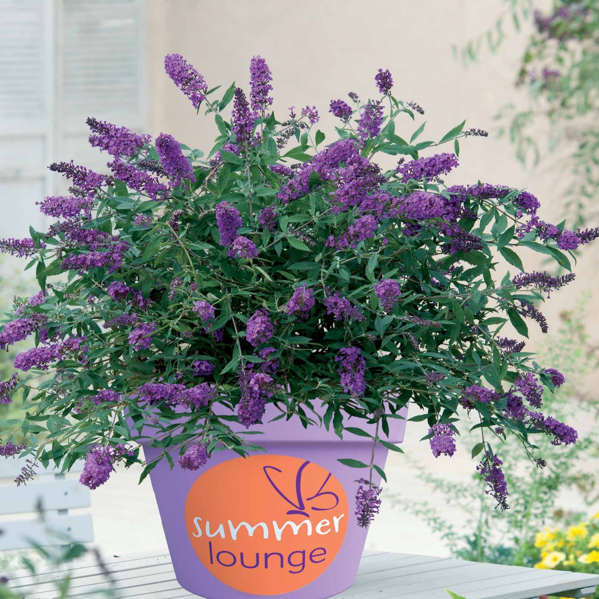 Schmetterlingsstrauch ‘Summer Lounge’ - Buddleja Summer Lounge - Bakker